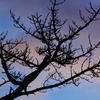 -A Perfect Sky♪-