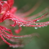 -紅い雫-