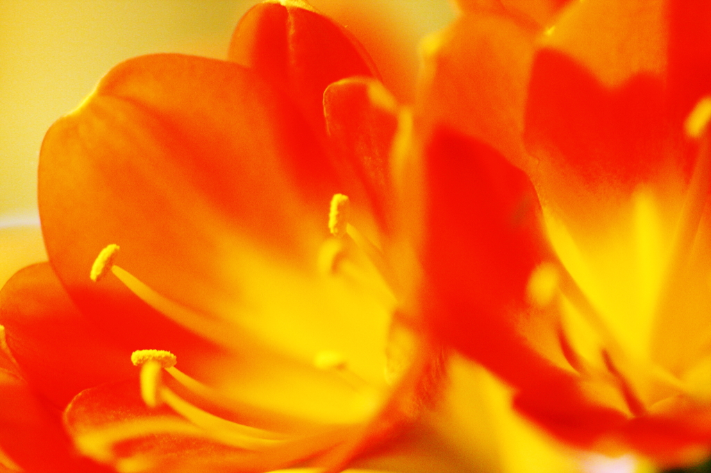 「高貴な花」