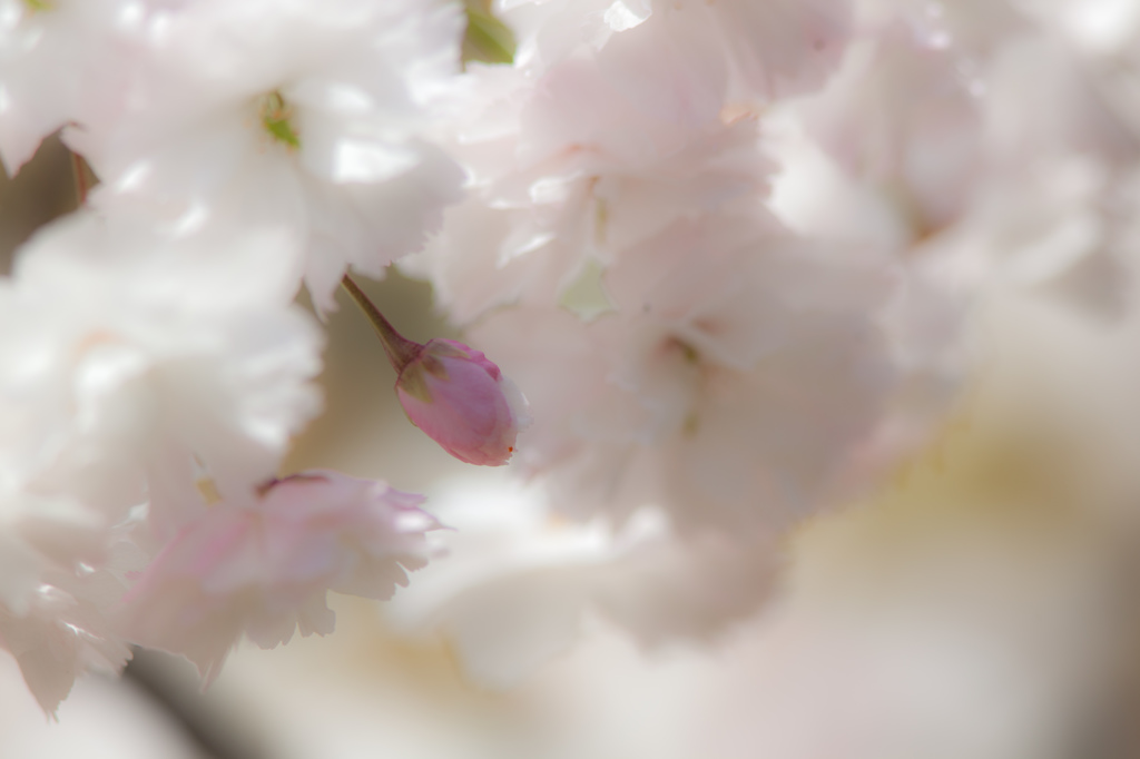 -ほの白く-