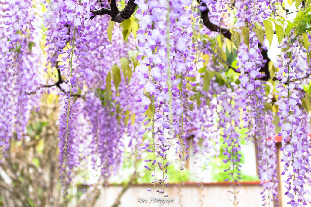 -Purple shower-