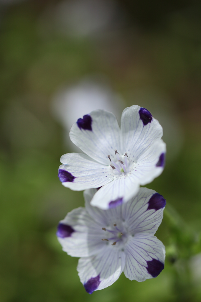 -Nemophila maculata-