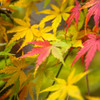 -COLORS-