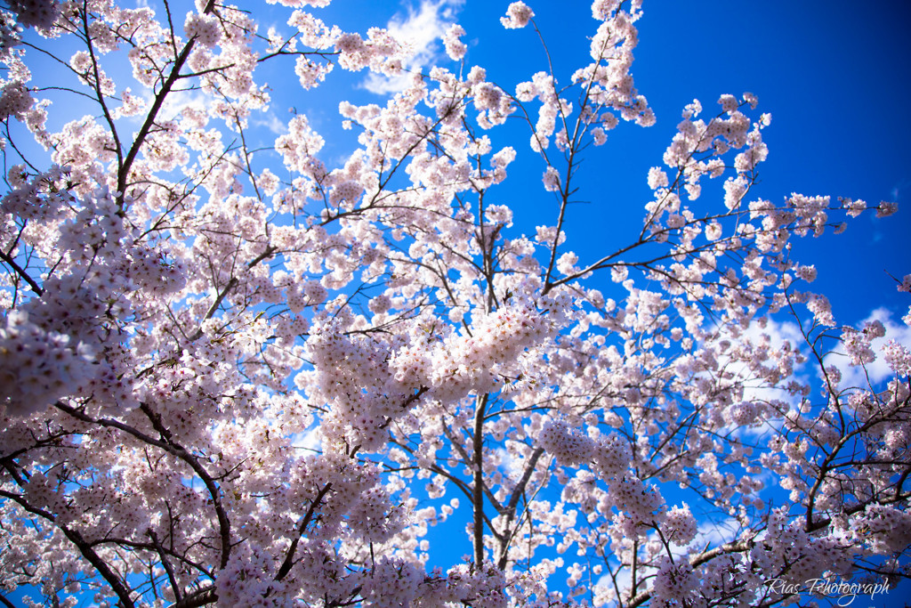 -桜の季節 3rd-