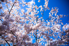 -桜の季節 3rd-