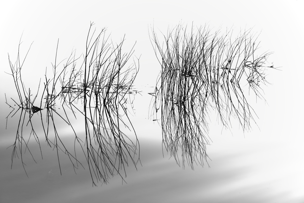 -Reflection-