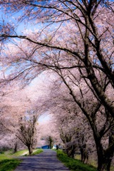 -Sakura CorridorⅡ-