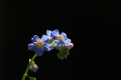 -Forget me not♪#2-