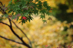 -紅 ひと葉-