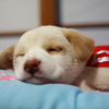 Zzz...