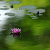 -池の華-