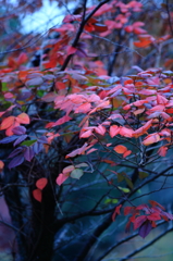 -紅く-
