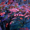 -紅く-