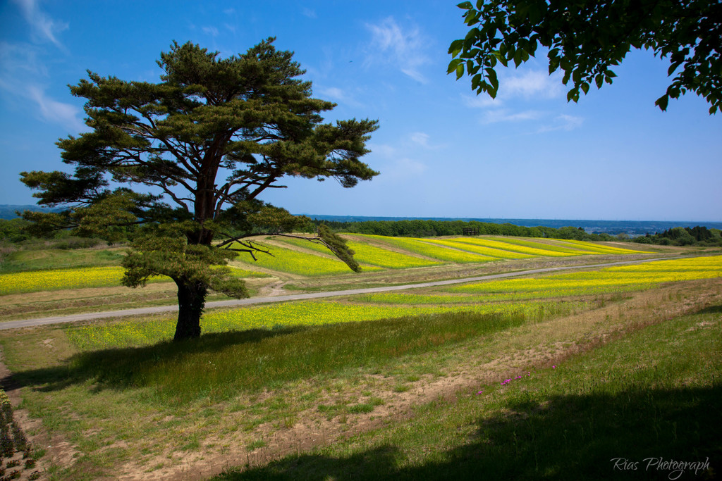 -高原の花園Ⅱ-