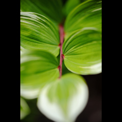 -leaves-