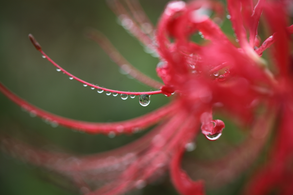 -秋雨に ささやく虫の 音もなし-