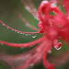 -秋雨に ささやく虫の 音もなし-