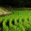 -水無月の碧い風-