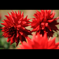 -Lady in Red-