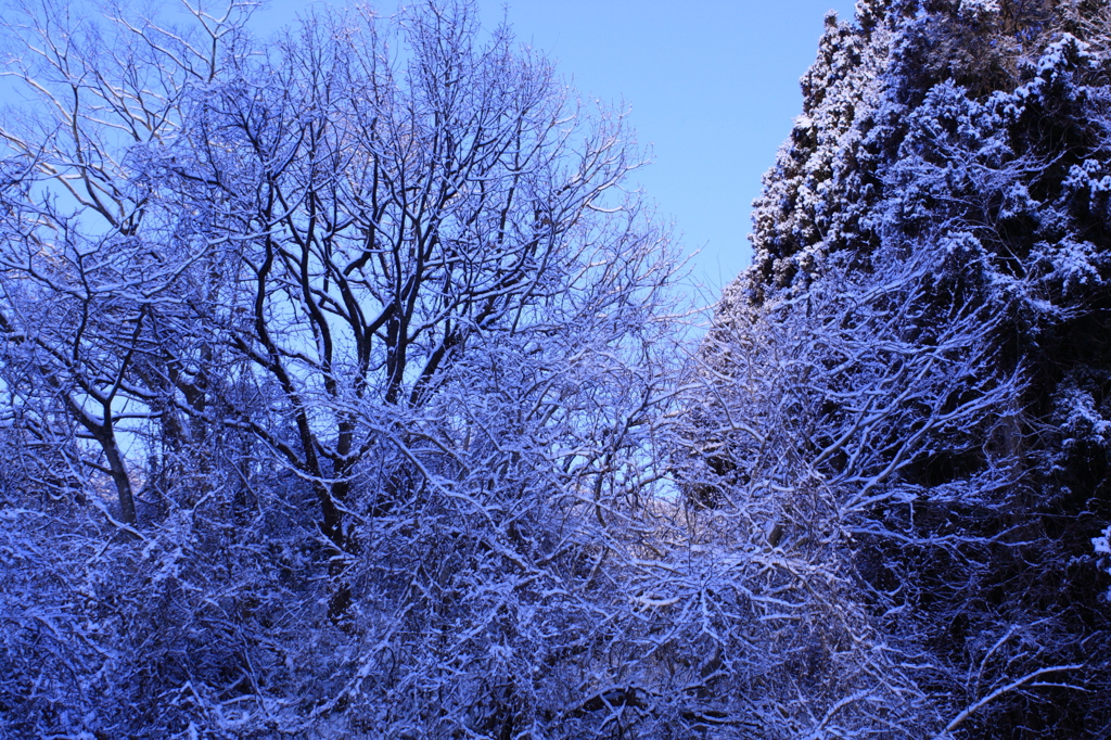 雪景