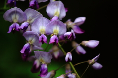 紫の花穂（かすい）