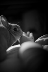 IMG_0990