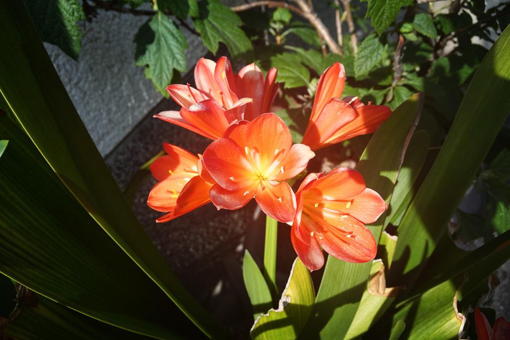 DSC00598