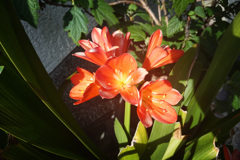 DSC00598