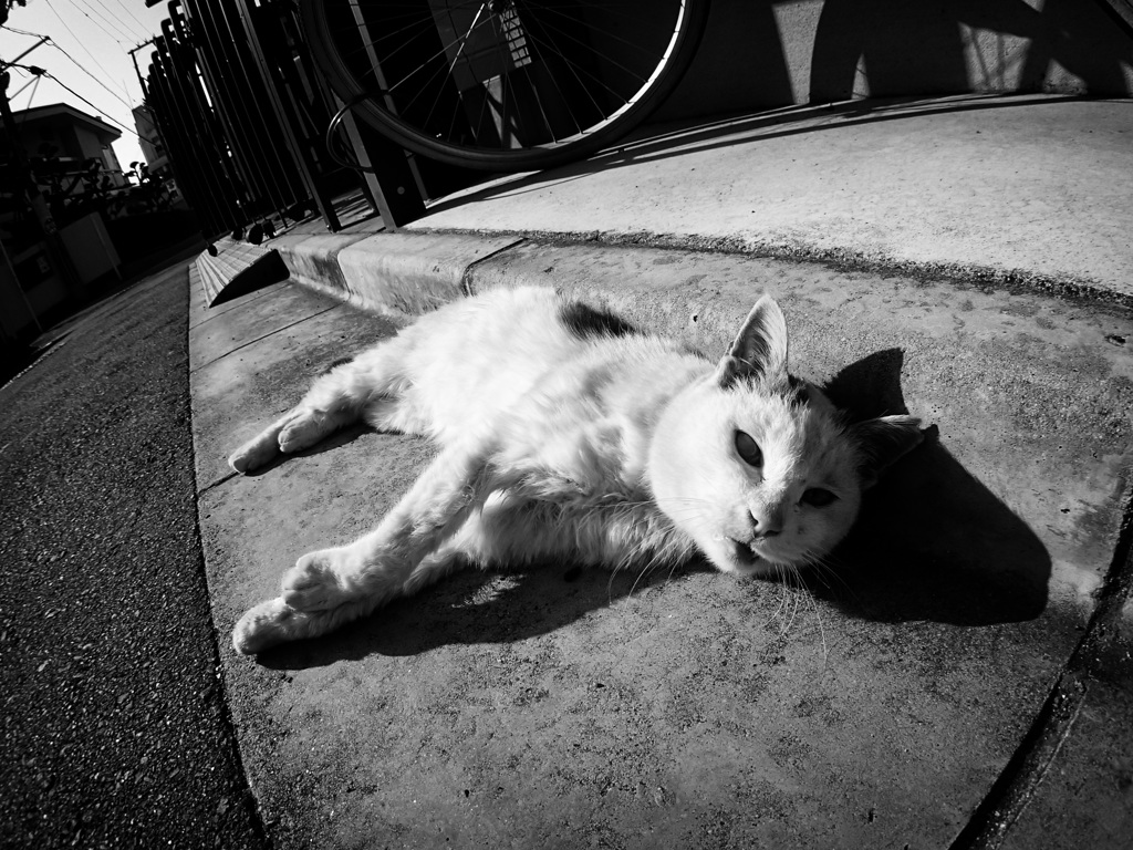 日向の年寄り猫
