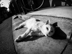 日向の年寄り猫