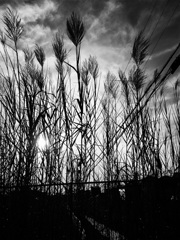 IMG_2457