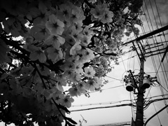 電気桜