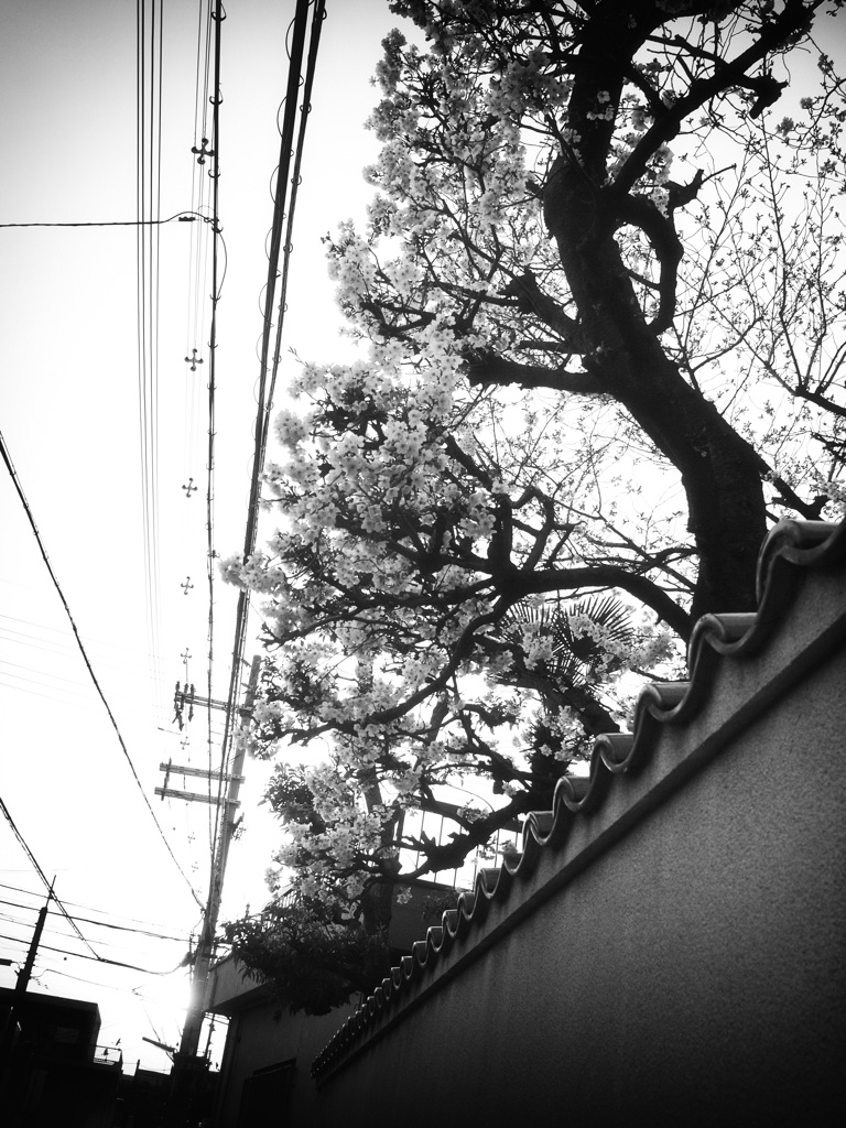 桜の樹があるお家