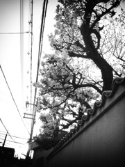 桜の樹があるお家