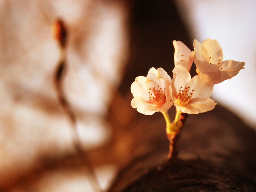 近所に咲いている等身大の桜