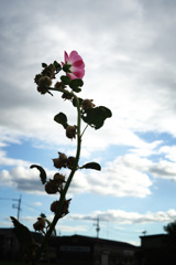 DSC03718