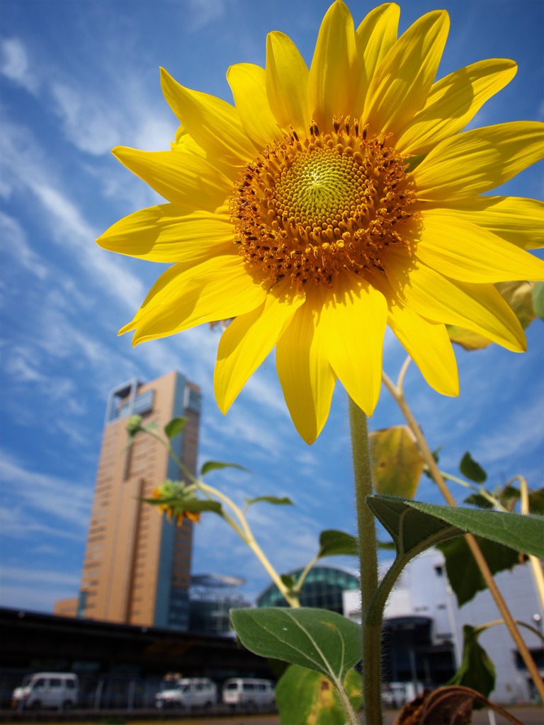 ひまわり＠高松