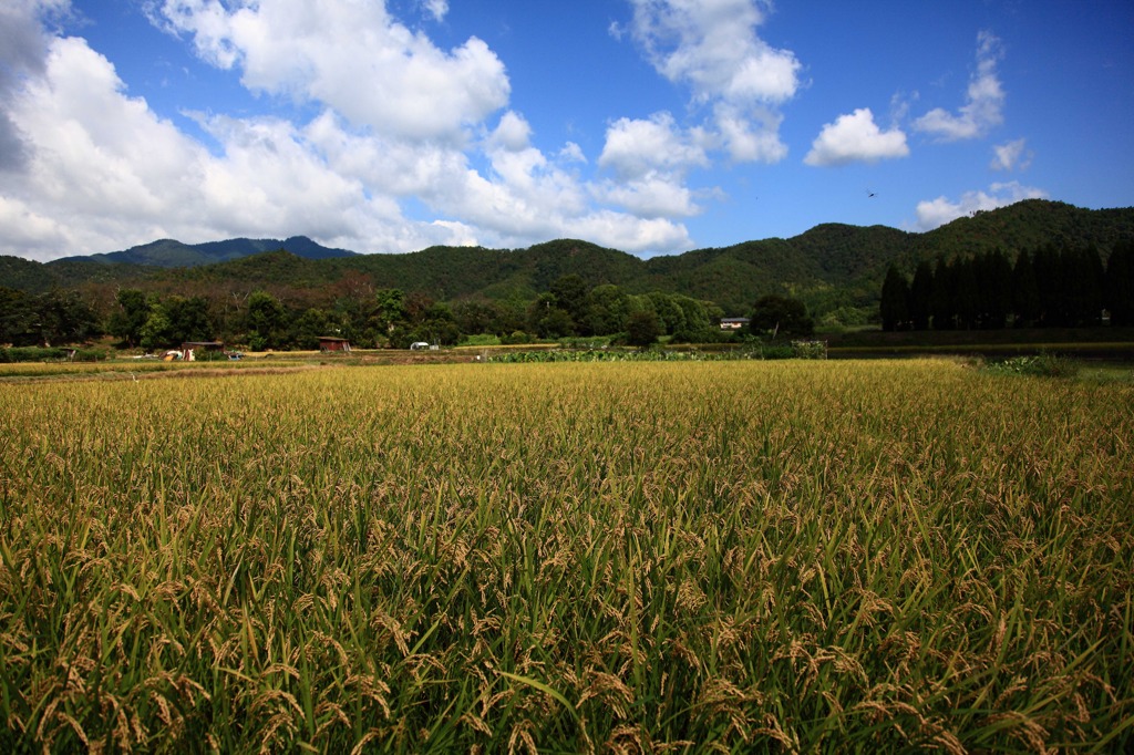 愛宕山