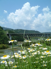 鉄橋と野花