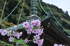 那古観音の花