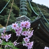 那古観音の花