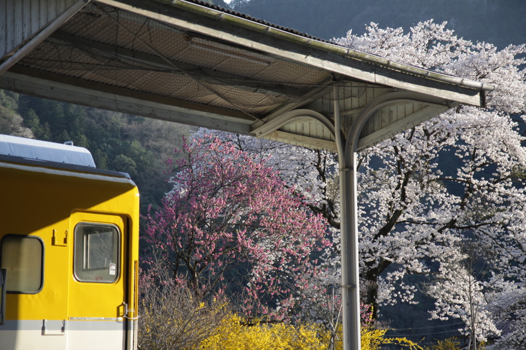 桜満開