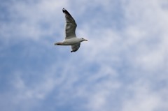 ファイターの代わりに・・・