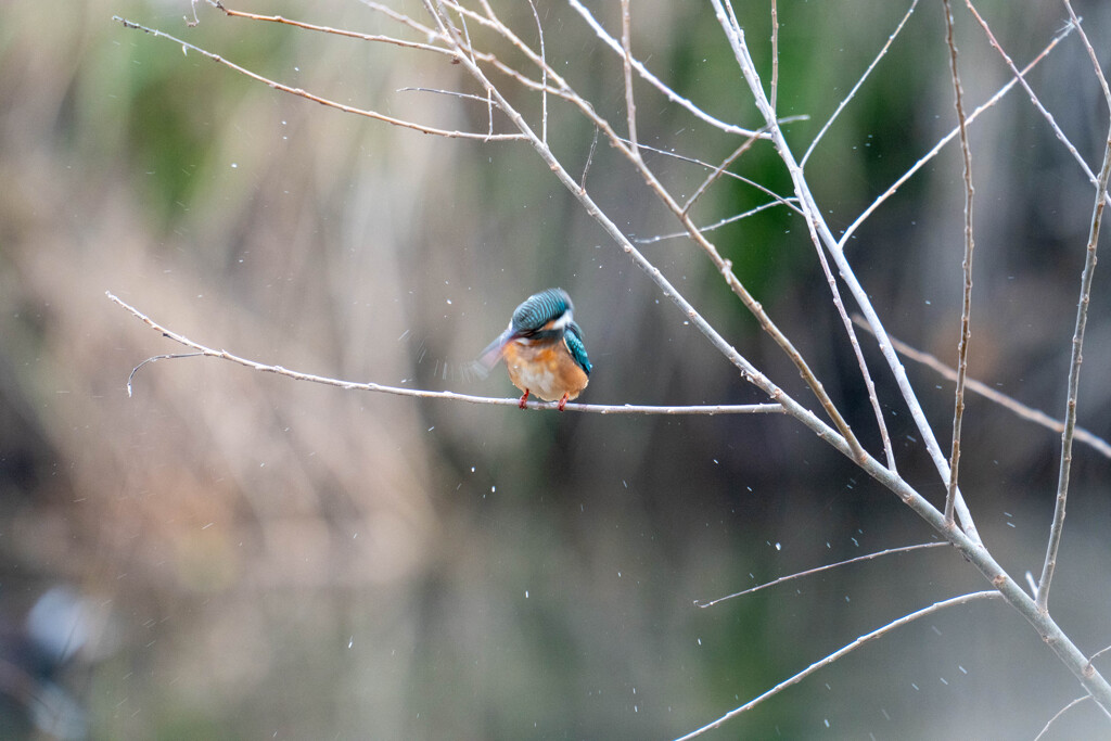 こんなんしか、、、