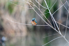 こんなんしか、、、