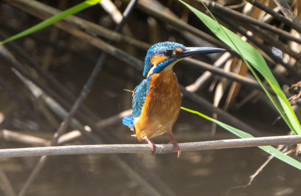 久々のカワセミ