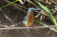 久々のカワセミ