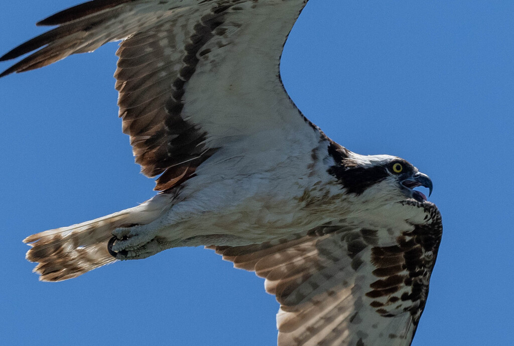 あっついのぅぅぅ。。