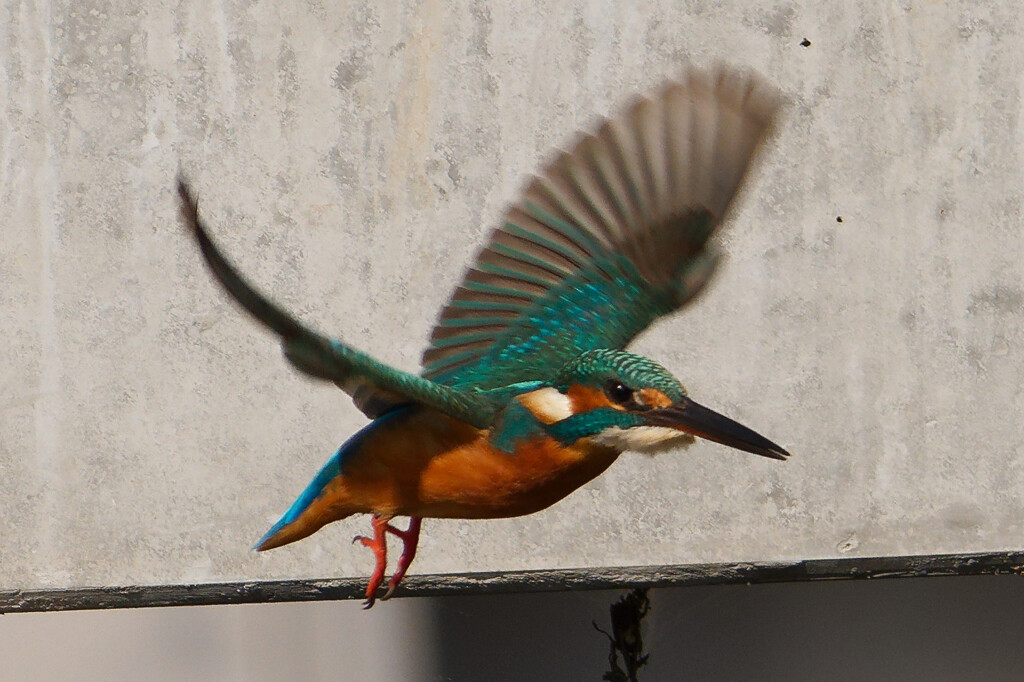 水絡みが撮りたい。。。