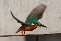 水絡みが撮りたい。。。